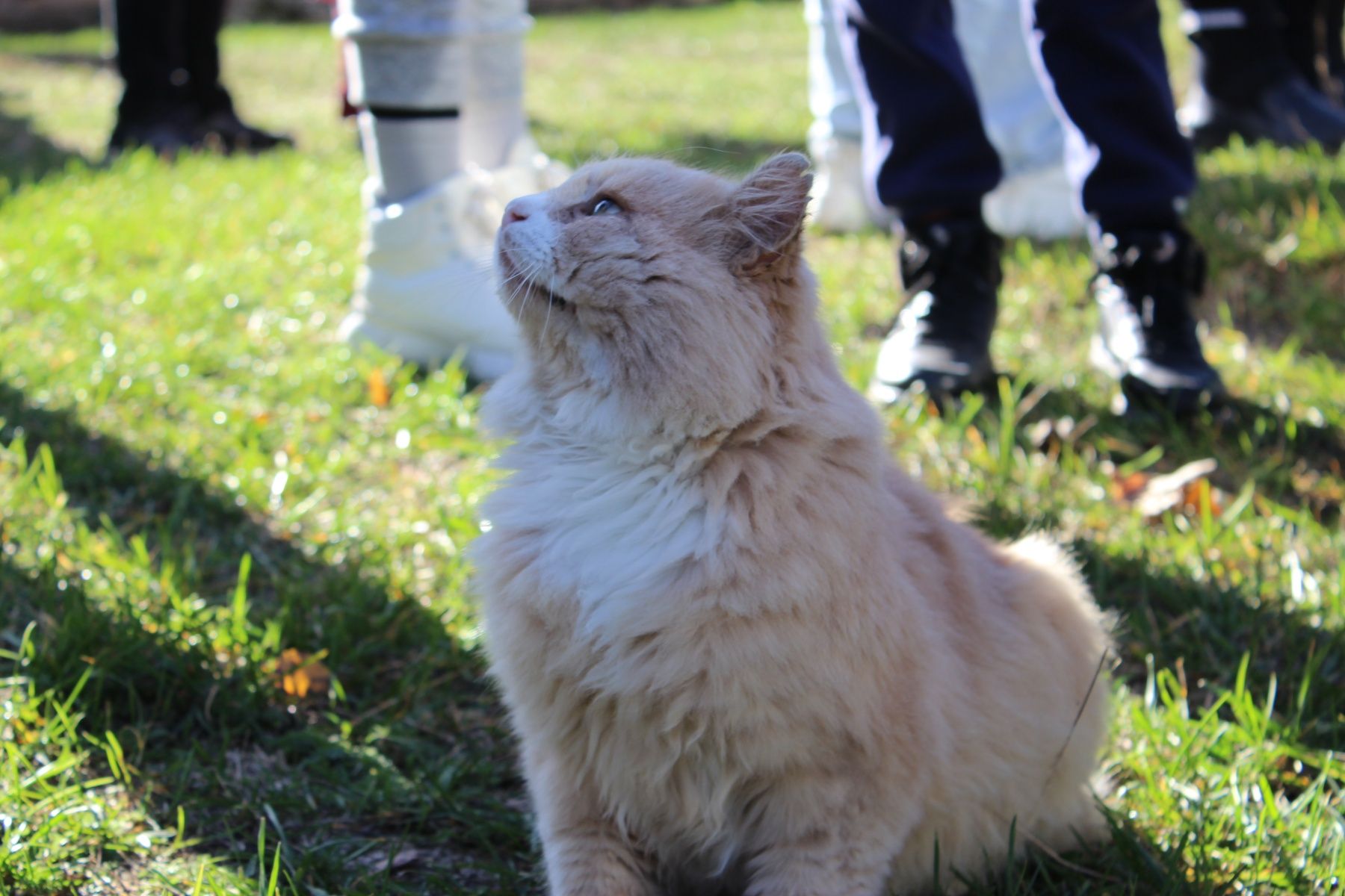 Подорож до національного історико-культурного заповідника «Качанівка»